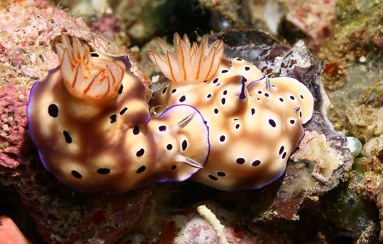 Raja Ampat 2016 - Risbecia tryoni - Tryon s risbecia  - Nudibranche - Risbecia de Tryon - IMG_5208_rc.jpg
